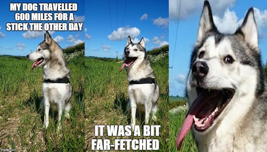 Angry Husky Puppy Meme