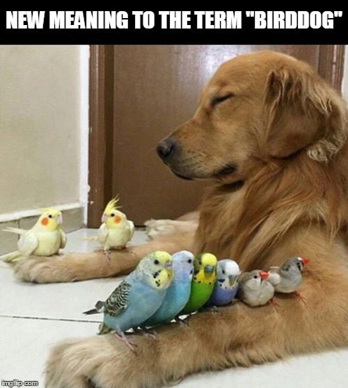 BirdDog Imgflip