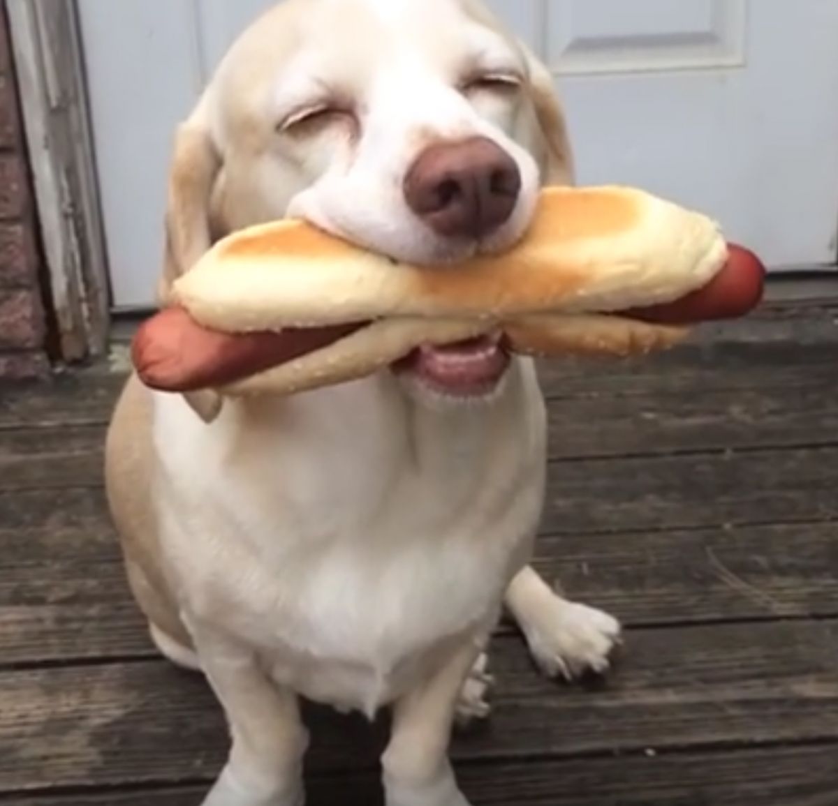 Hot dog Memes Imgflip