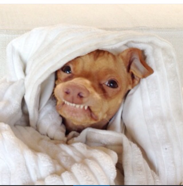 Tuna Dog Meme Blank Template Imgflip