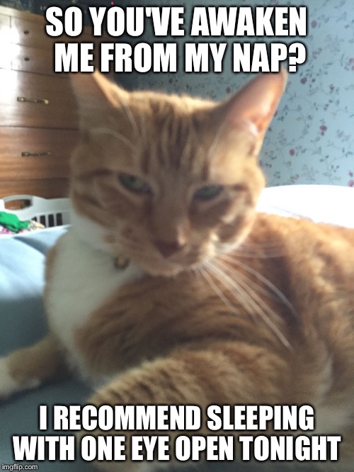 Image tagged in serious cat Imgflip