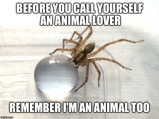 Image tagged in animal lover Imgflip