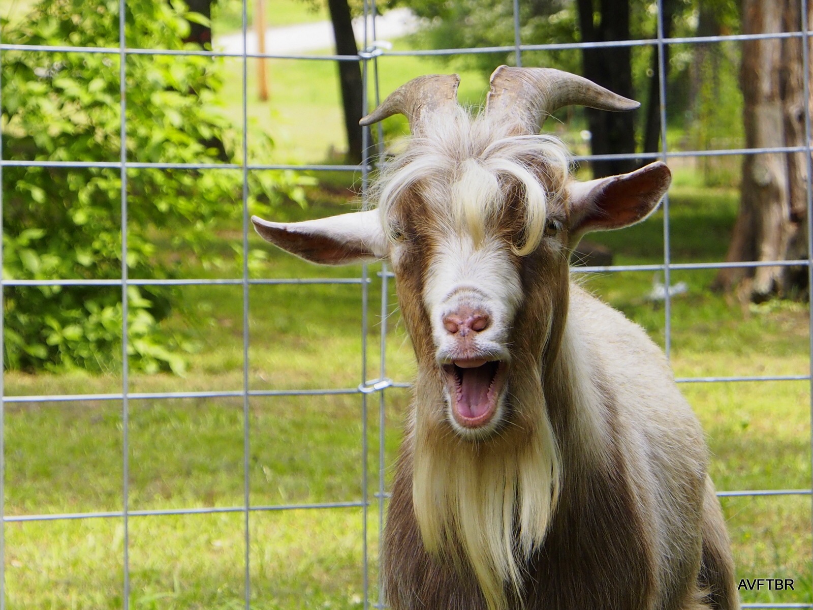 Goat Blank Template Imgflip