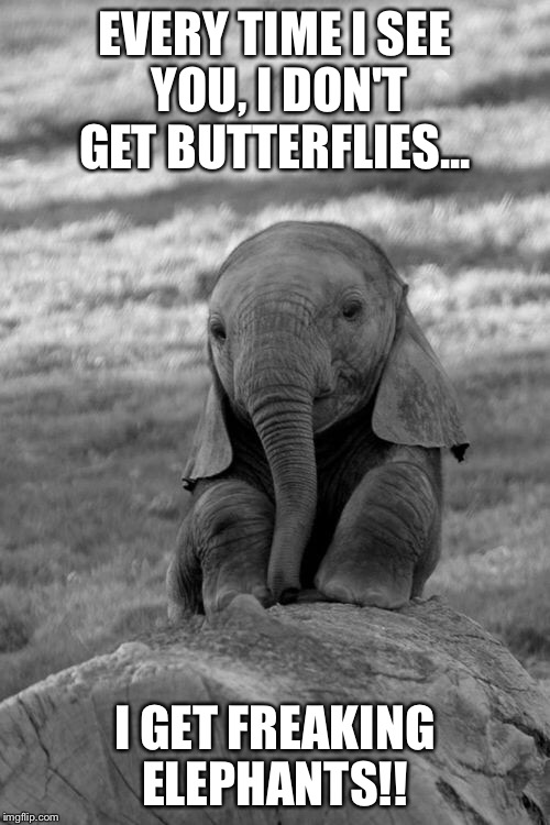 Elephant Imgflip