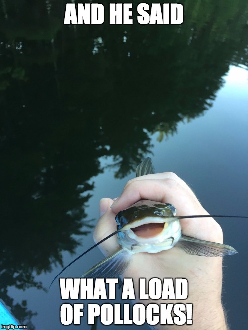 Ridiculously Photogenic Catfish Imgflip