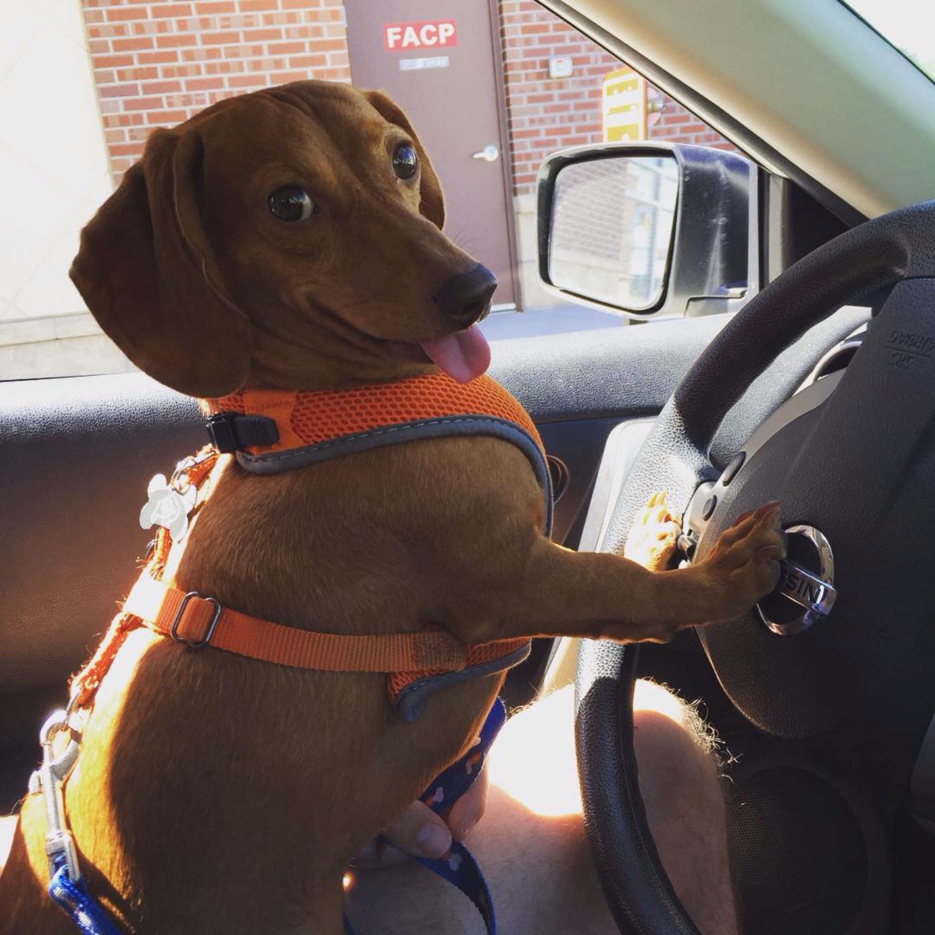 Wiener Dog in Car Blank Template Imgflip