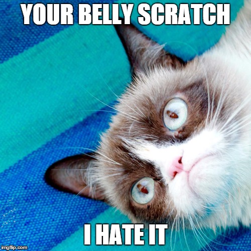 Grumpy Cat and Your Belly Scratch Imgflip