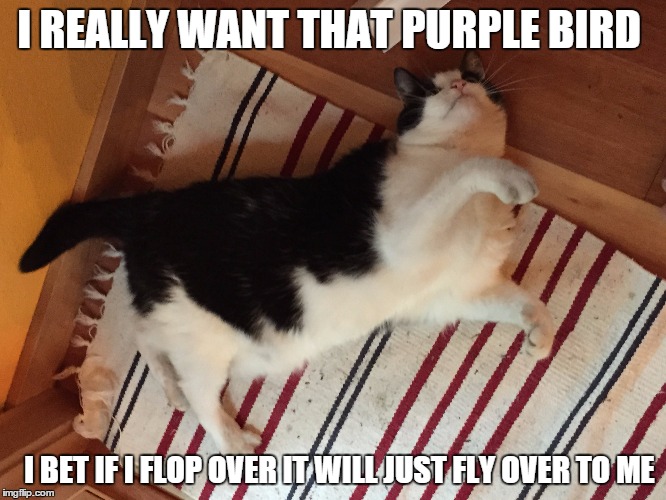 Catloaf Imgflip