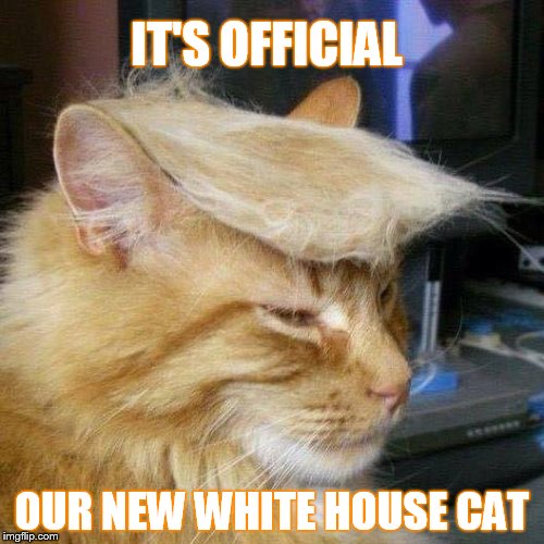 White House Cat Imgflip