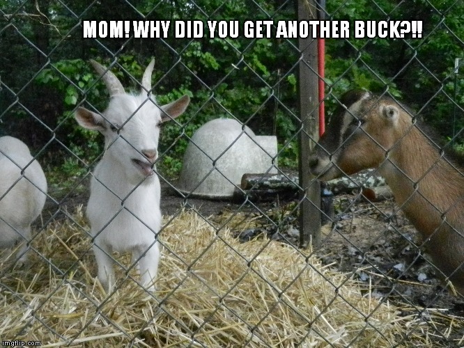 Image tagged in goats,goat,angry goat Imgflip