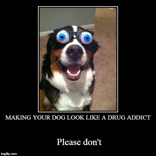 MAKING YOUR DOG LOOK LIKE A DRUG ADDICT Imgflip