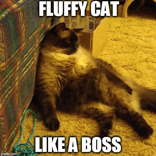 Fluffy Cat Like a Boss Imgflip