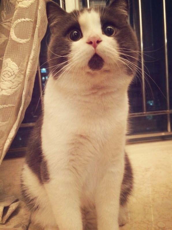 Cat Shocked look! Blank Template Imgflip