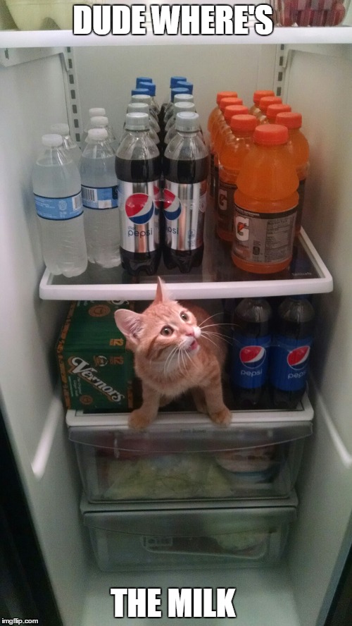 Fridge Kitty Imgflip