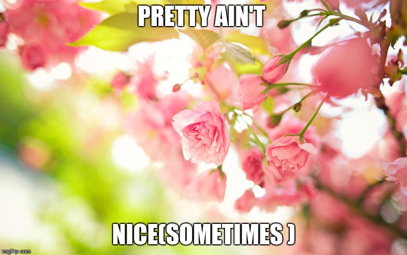 Pretty pink flowers Imgflip