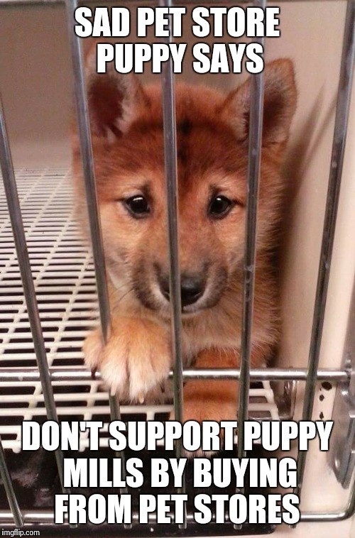 Sad pet store puppy Imgflip