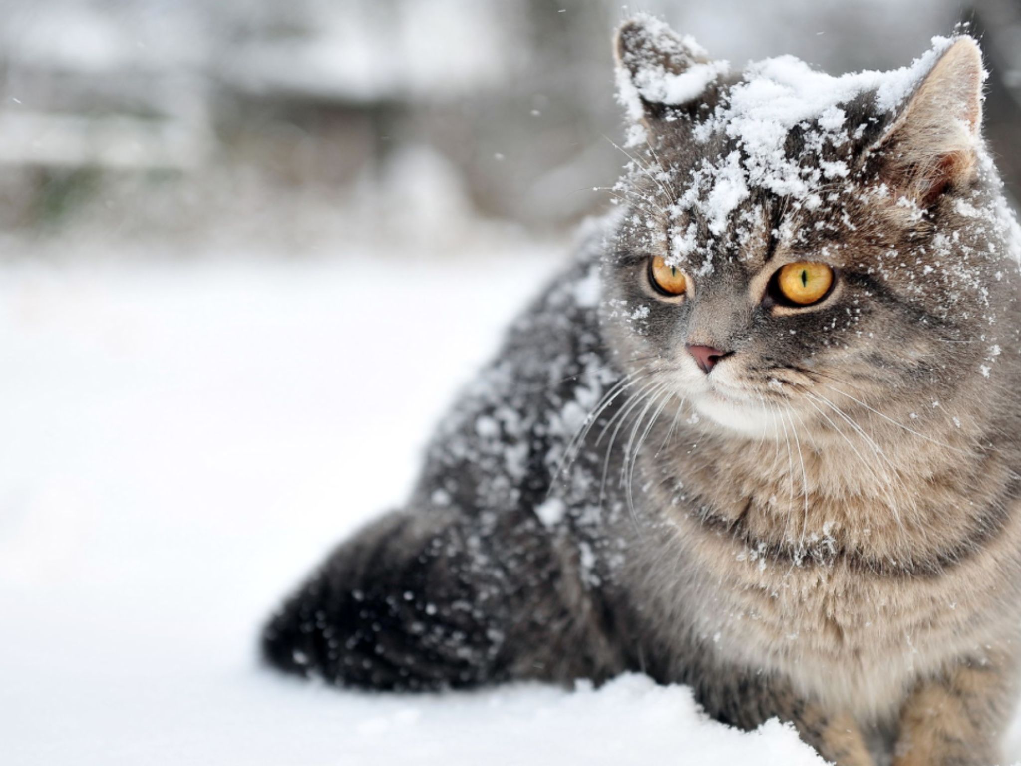 Cold kitty Latest Memes Imgflip