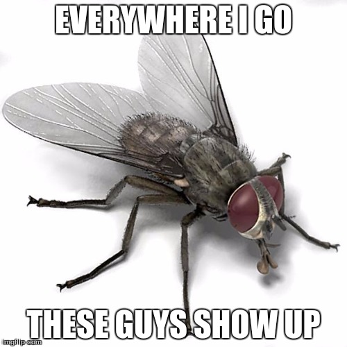 I hate Fly season... Imgflip