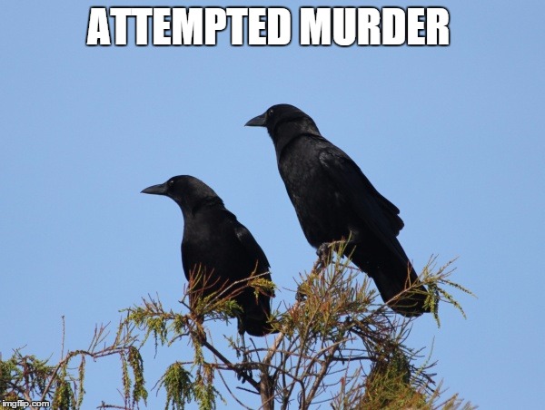 Image tagged in 2 crows Imgflip