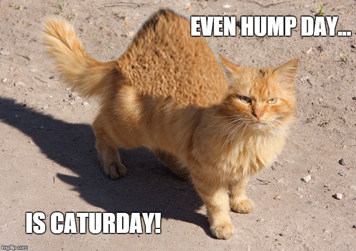 HumpCat, " Event Hump Day is Caturday!" Imgflip