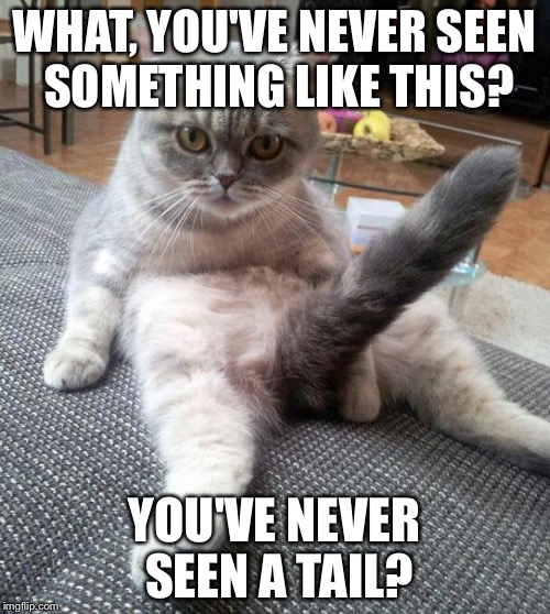 sexy cat Memes & GIFs Imgflip