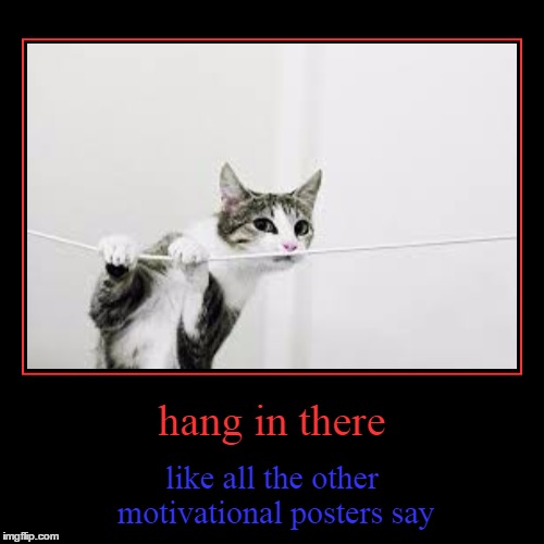 hang in there Imgflip