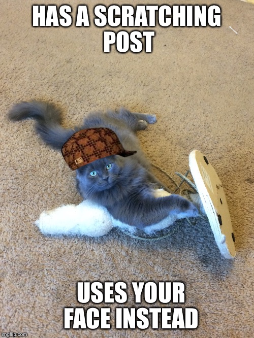 The most interesting scumbag cat. Imgflip