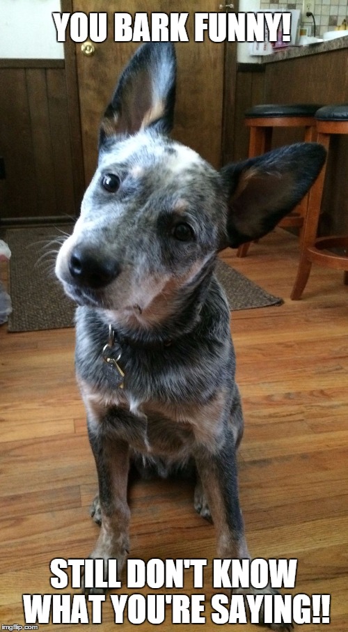 batman puppy Imgflip