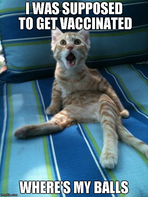 Vet visit gone horribly wrong Imgflip