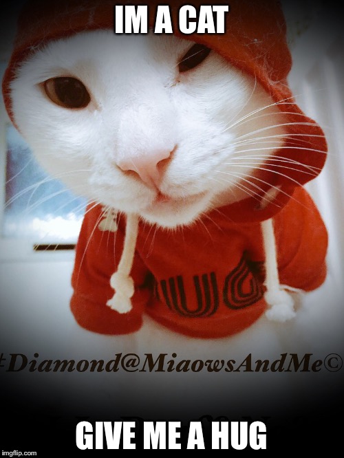 Image tagged in miaowsandme Imgflip