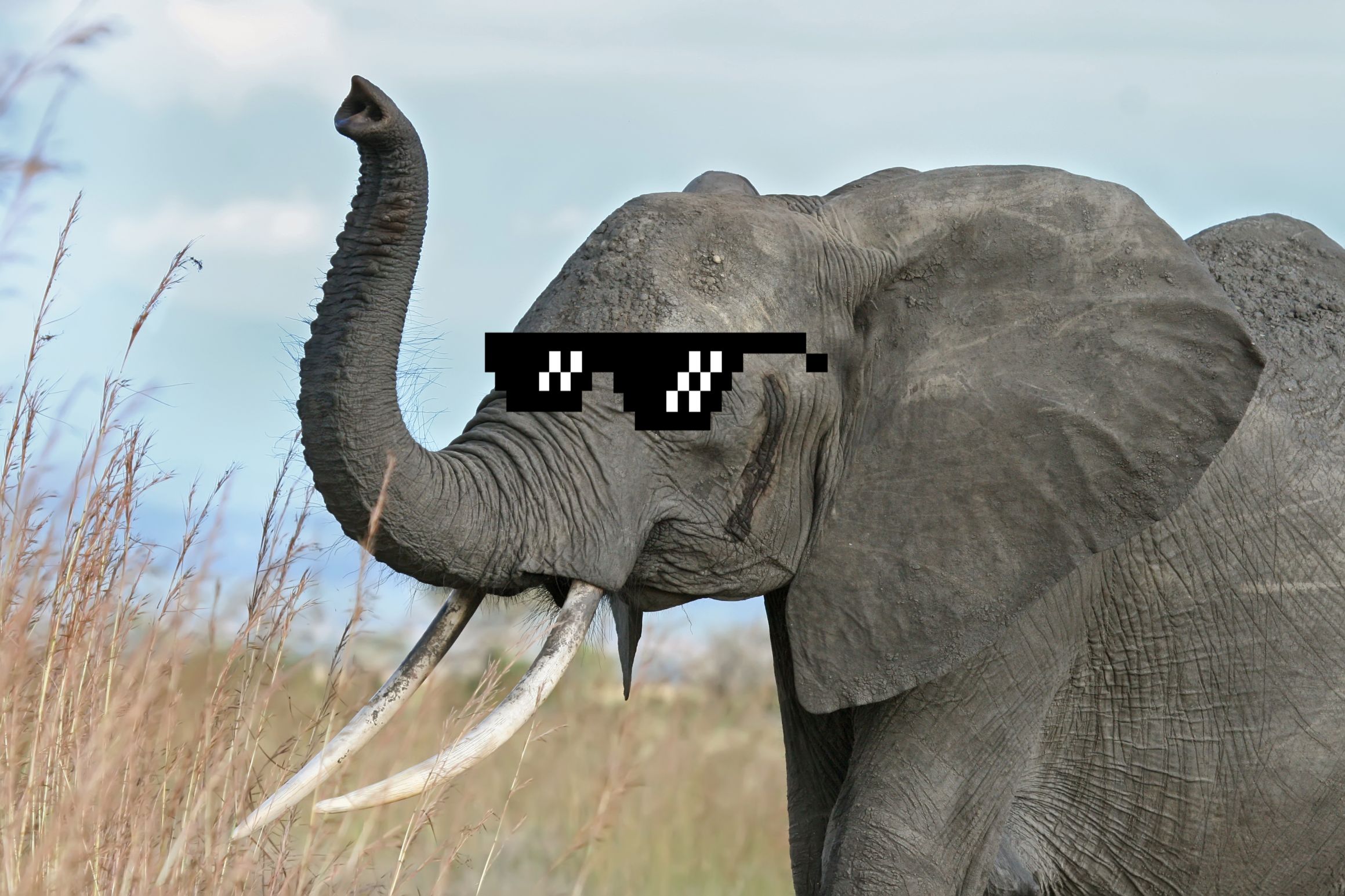 "Elephant" Meme Templates Imgflip