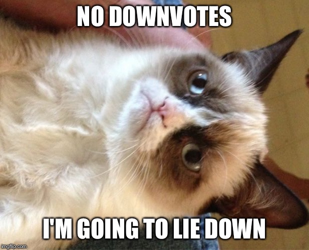 Grumpy Cat Meme Imgflip