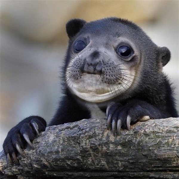 "seal" Meme Templates Imgflip