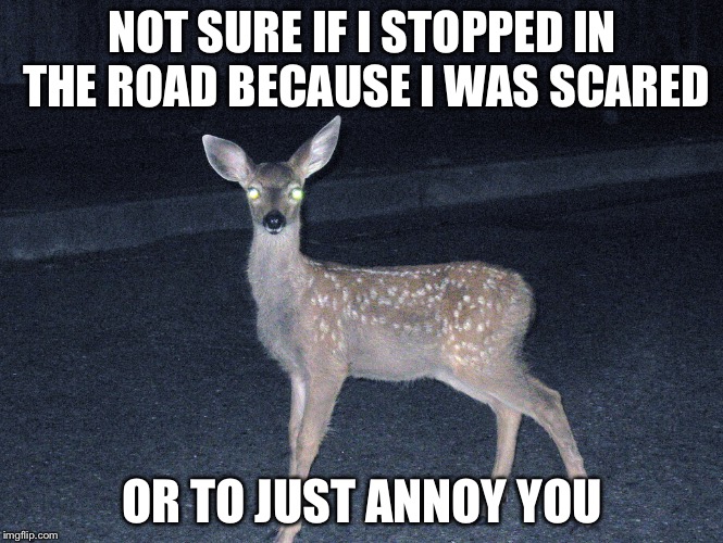 Image tagged in deermeme,deerinheadlights Imgflip