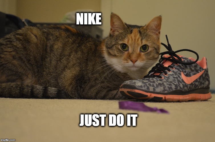Image tagged in cats,nike Imgflip