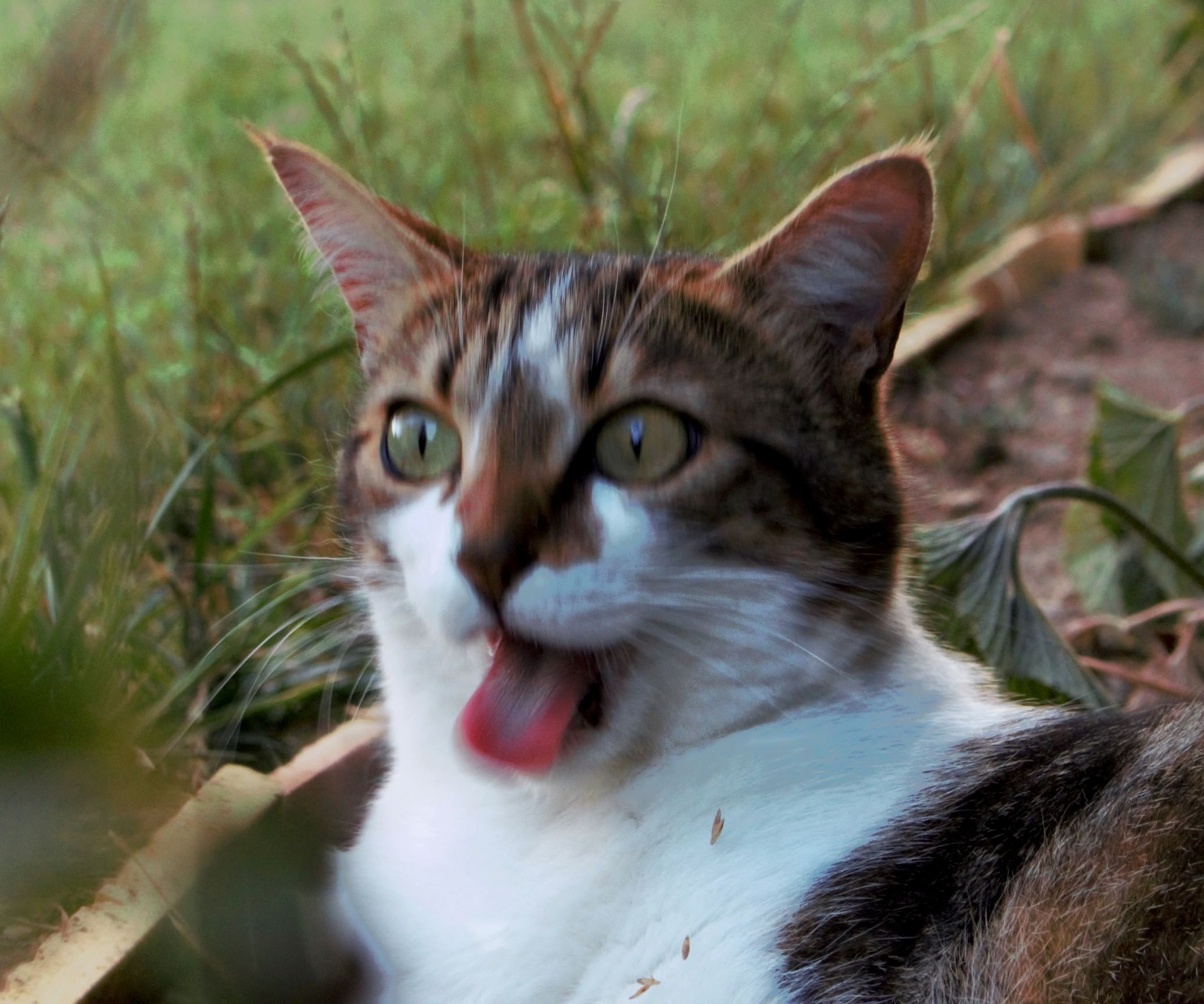 Cat Throwing Up Meme