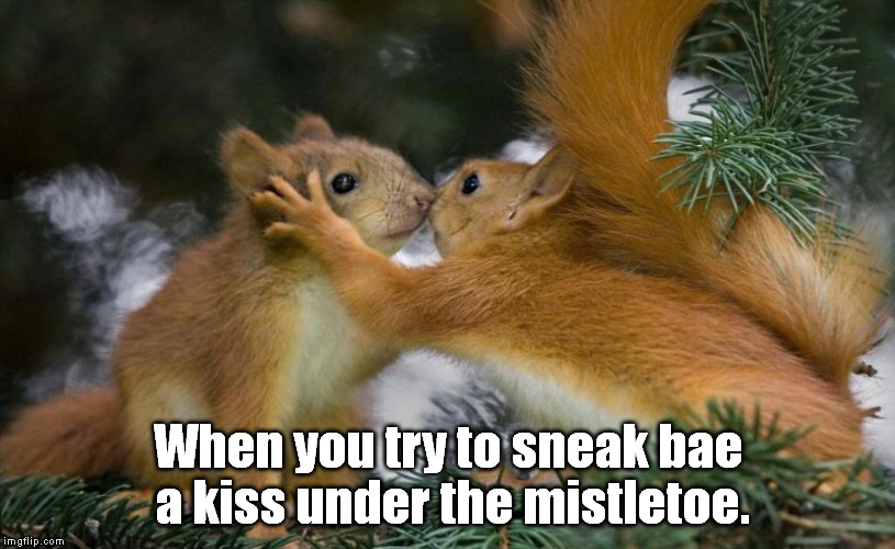 Squirrels Kissing Imgflip