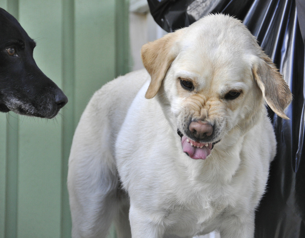 bad taste mouth dog Blank Template Imgflip