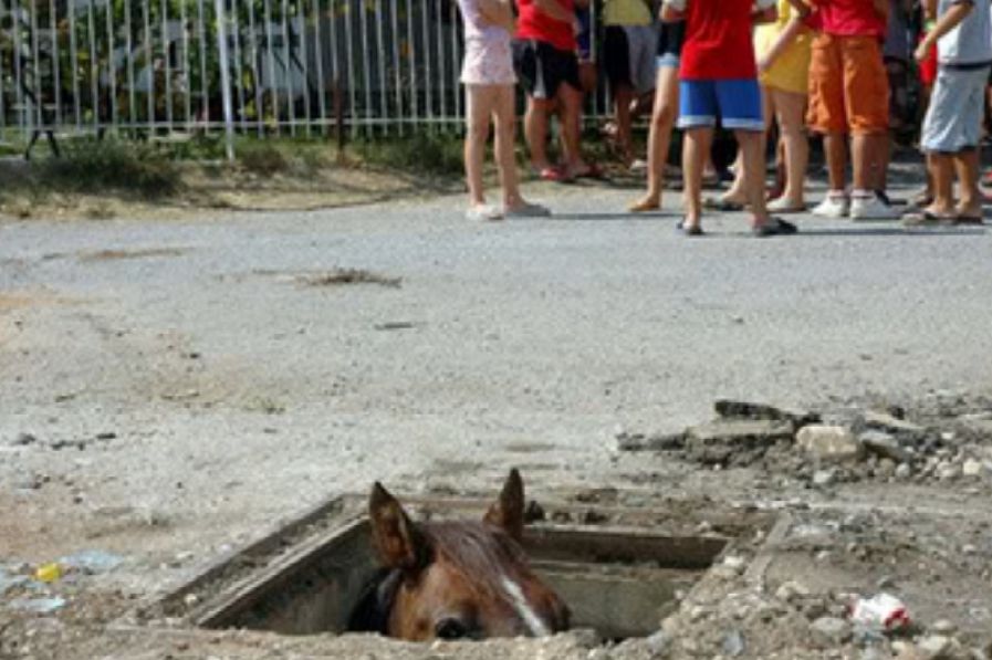 stalker horse Blank Template Imgflip