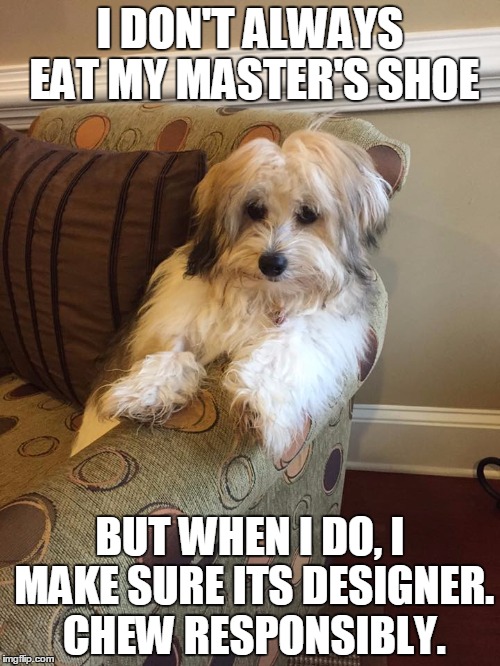 Dog With Shoes Meme