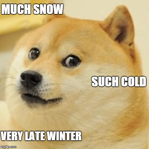 Doge Meme Imgflip