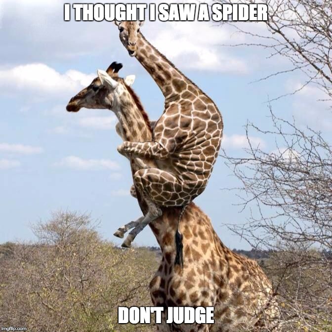 Spider scare Imgflip