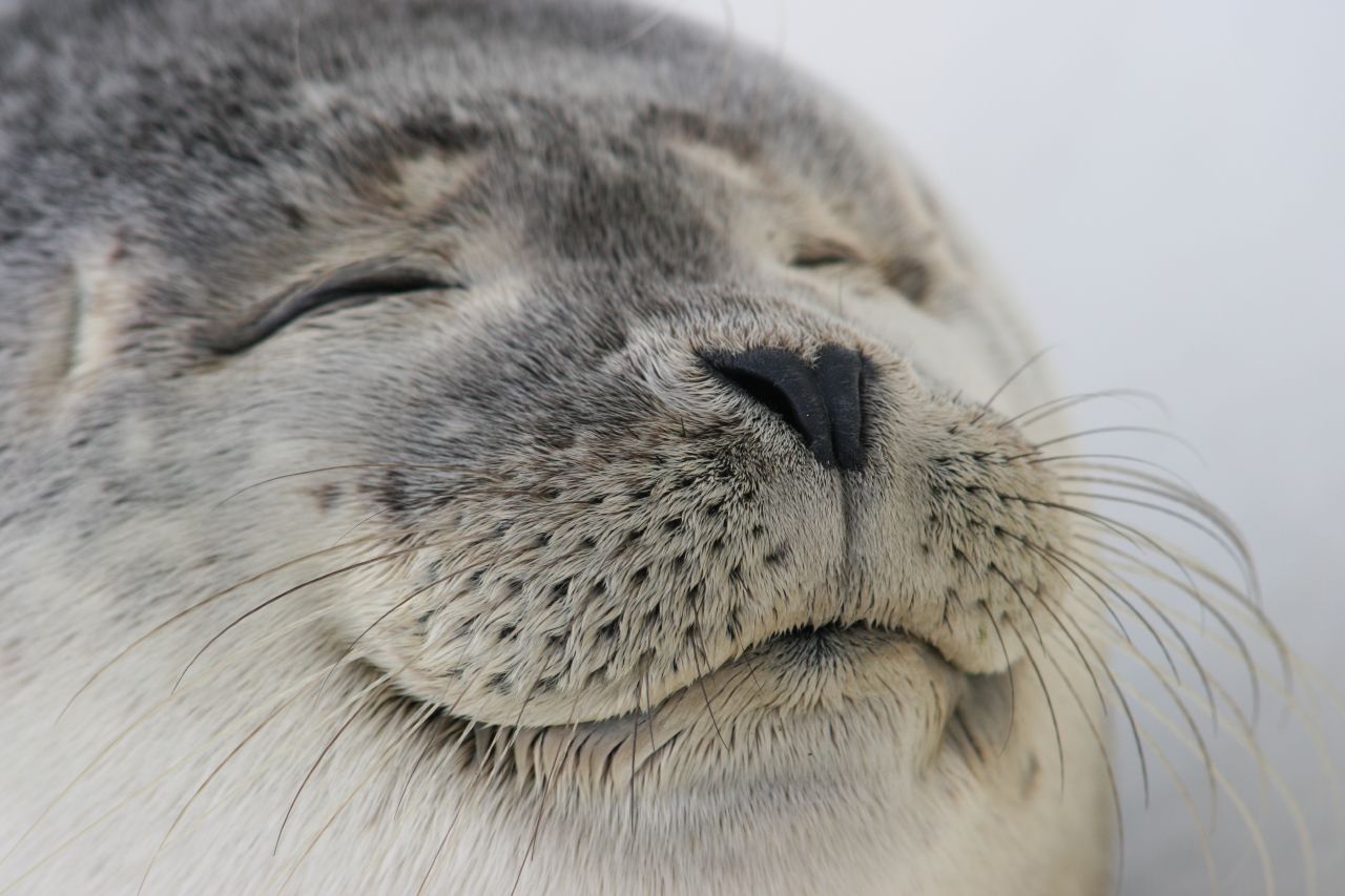 "seal" Meme Templates Imgflip