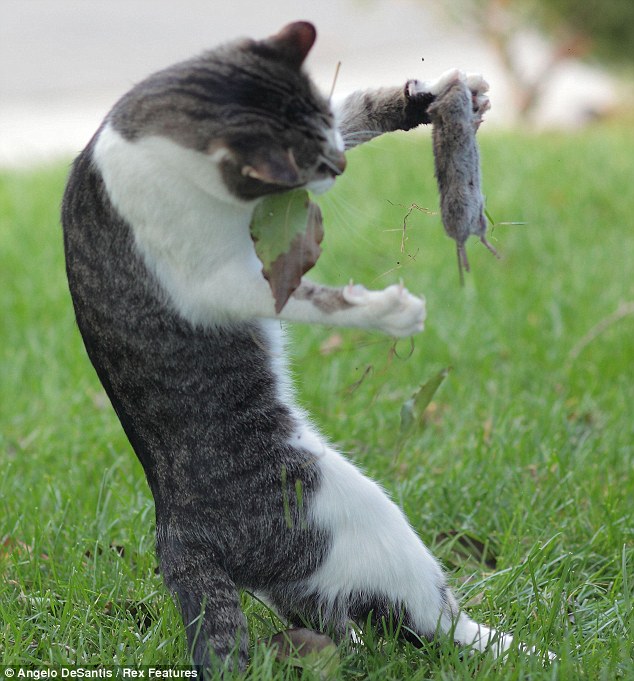 cat snacks Memes Imgflip