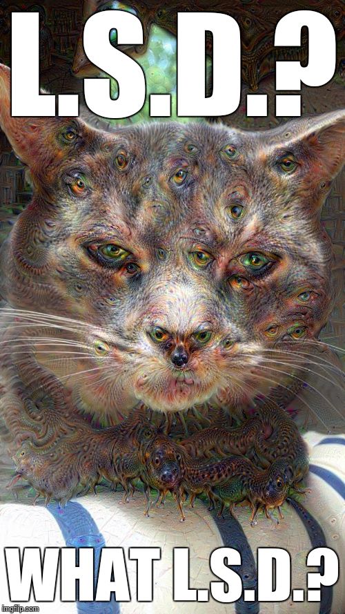 Cat On Lsd Meme BlageusDown