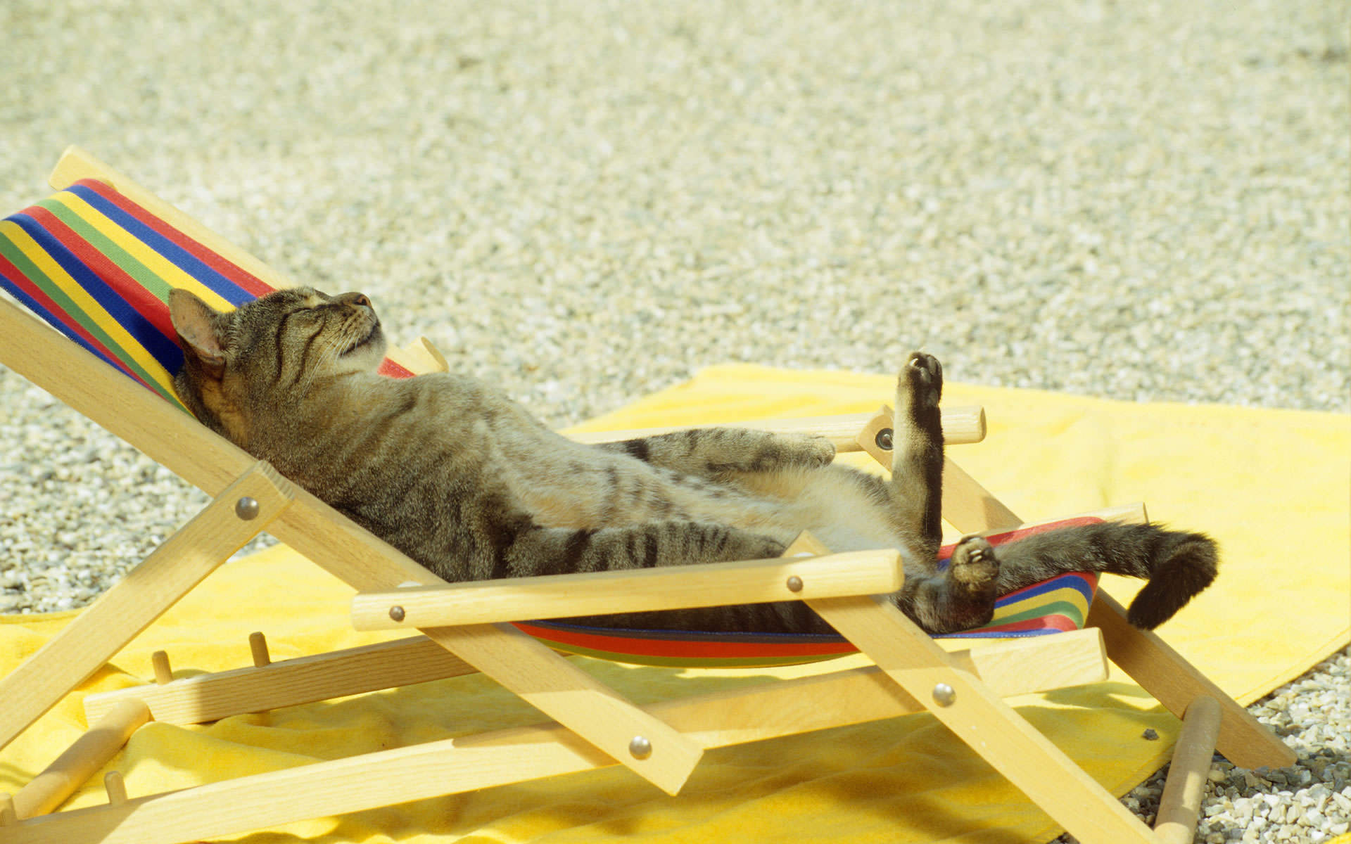Cat Sunbathing Blank Template Imgflip