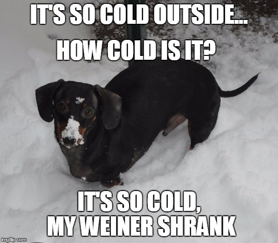 Frankie the Dachshund 2016 Blizzard Imgflip