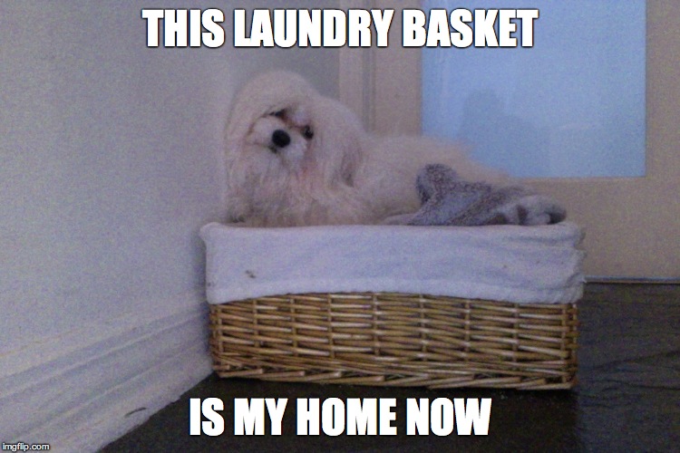 Laundry dog Imgflip