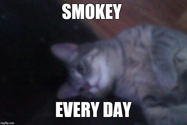 Smokey the cat every day Imgflip
