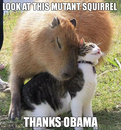 capybara Memes & GIFs Imgflip